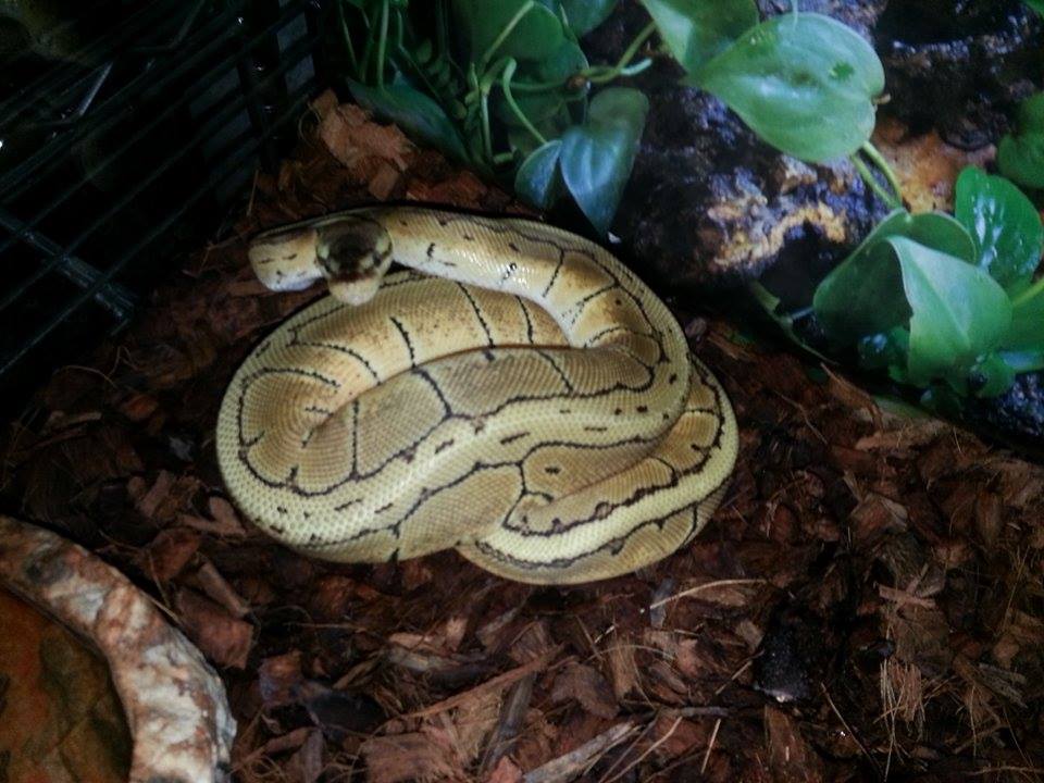 lesser Lemon blast