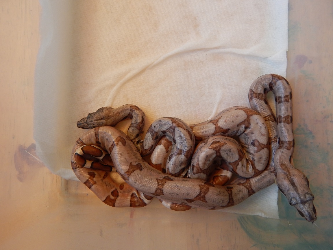 2014 Litter