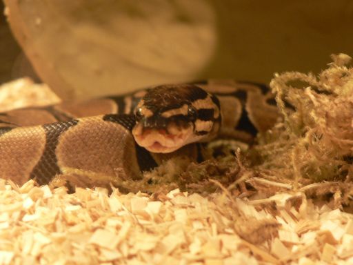 Cleo