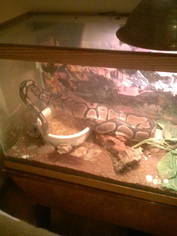 BP Slither