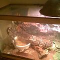BP Slither