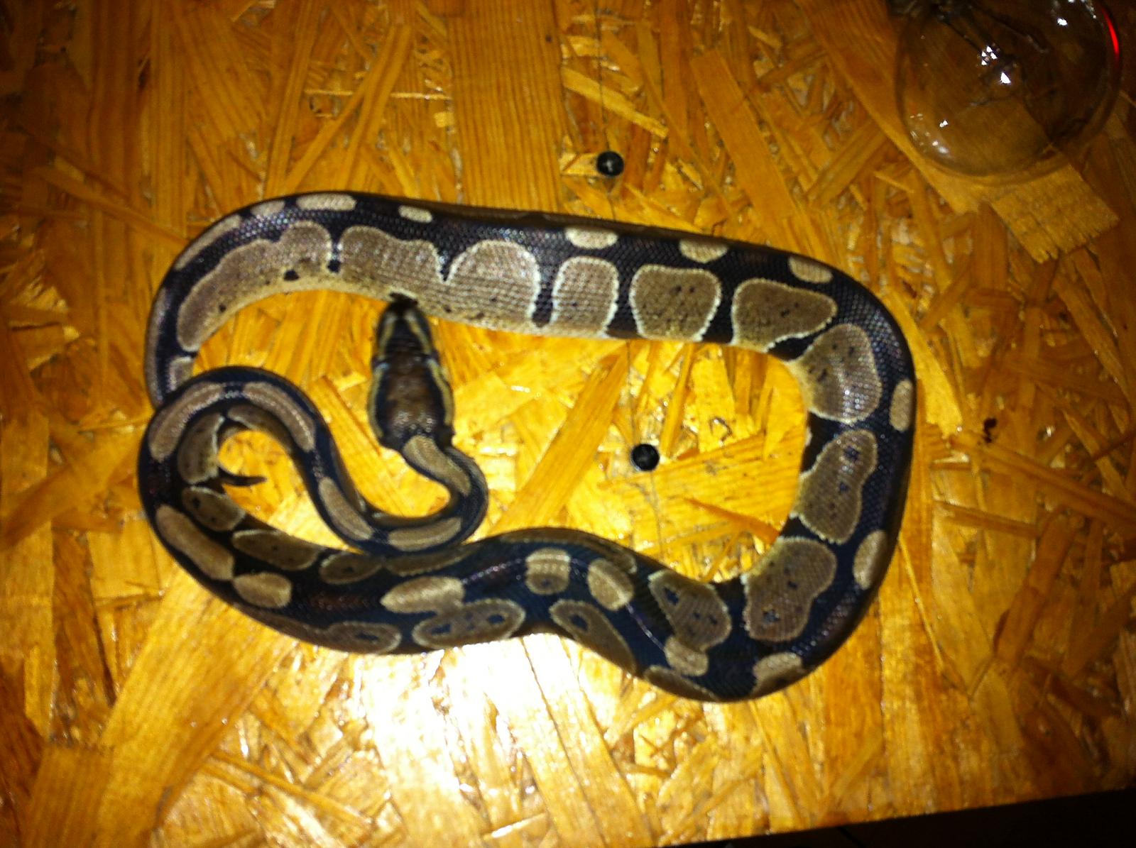 Tranks's Ball Python