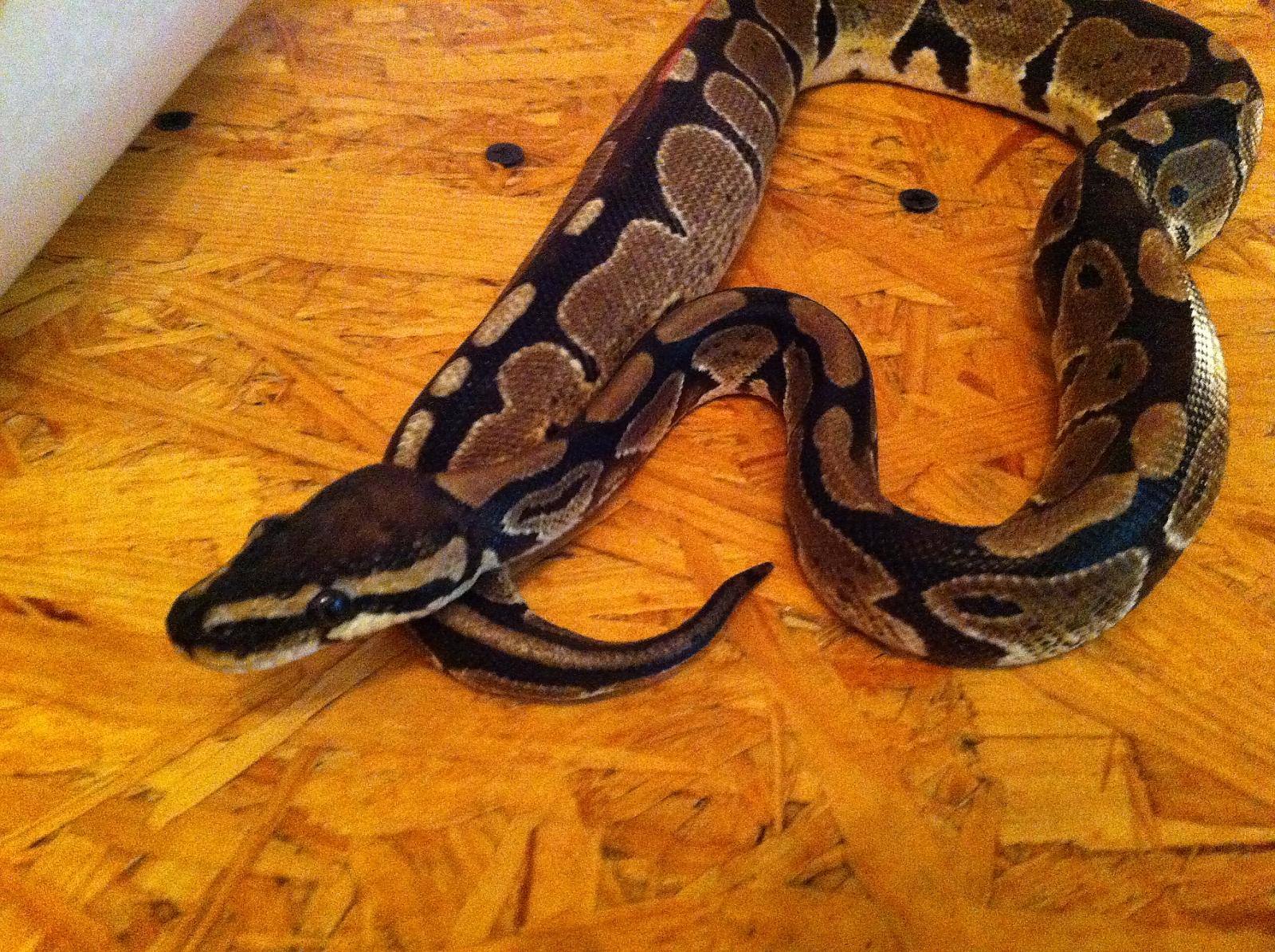 Tranks's Ball Python