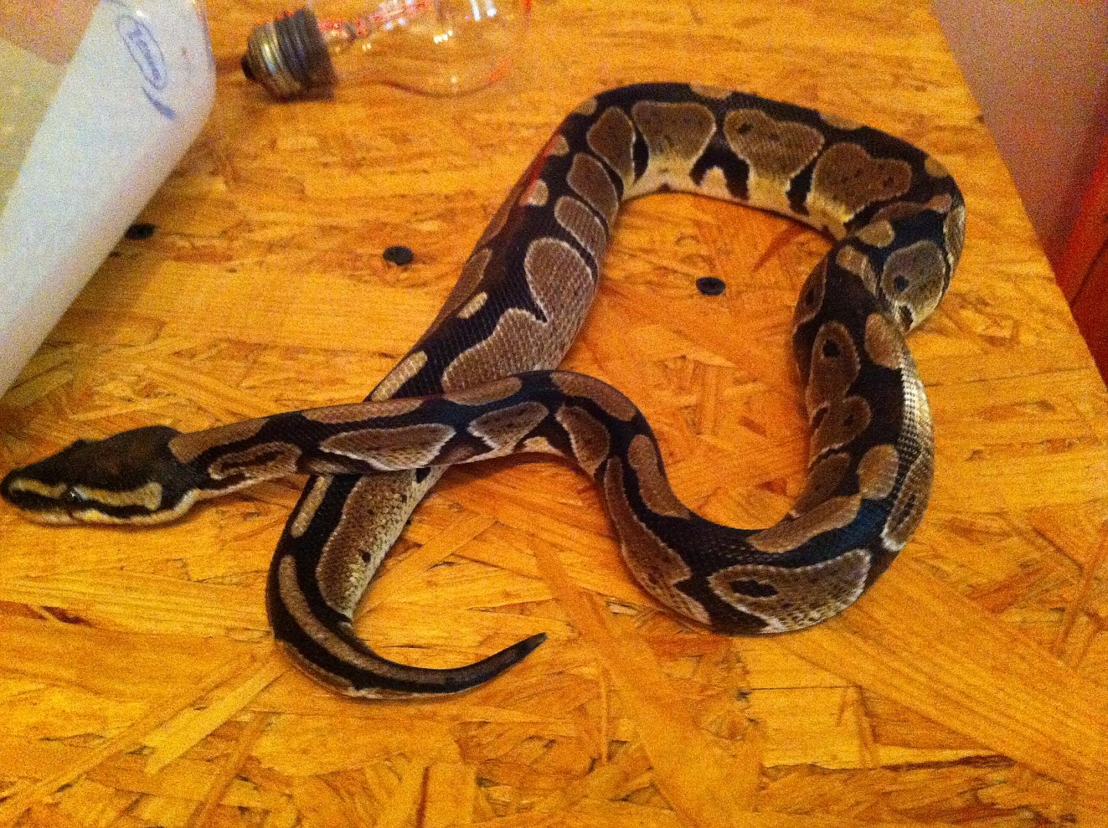 Tranks's Ball Python