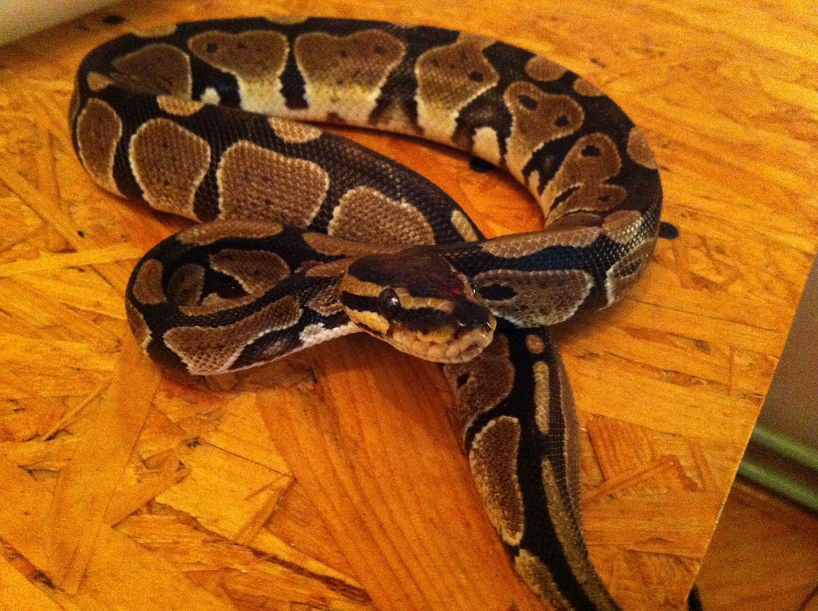Tranks's Ball Python