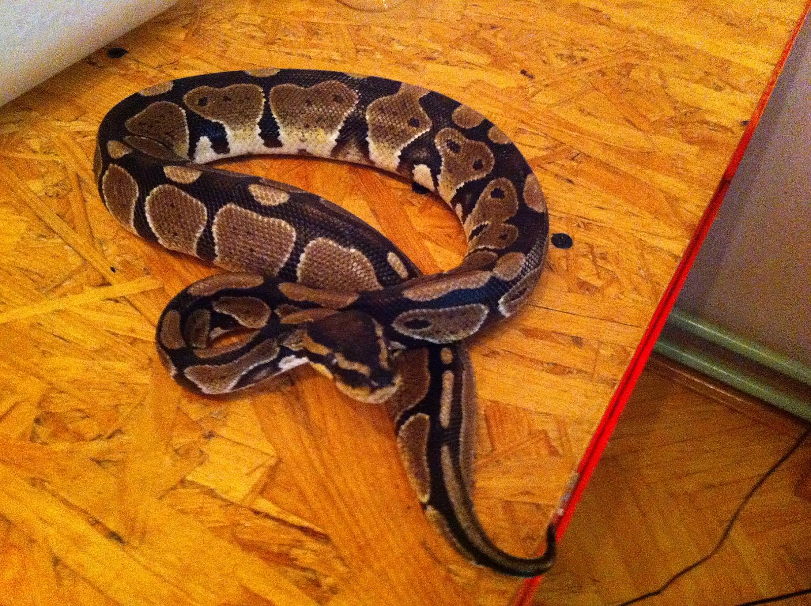 Tranks's Ball Python