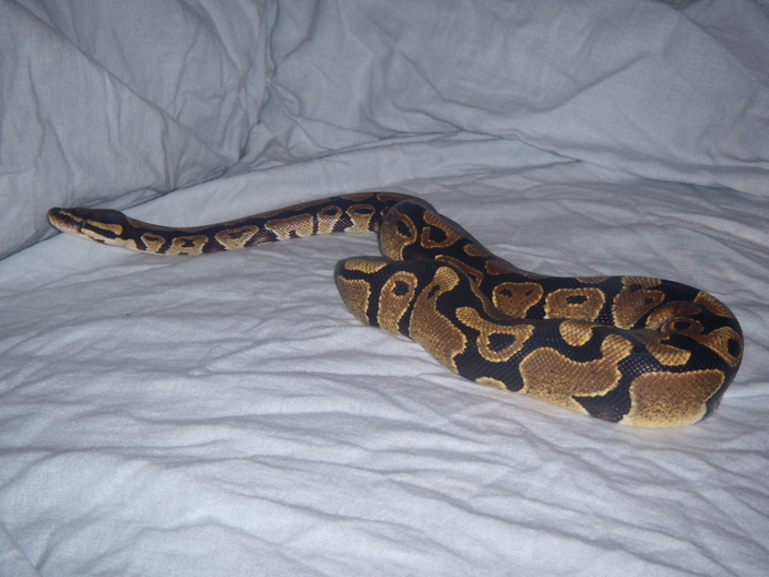 monty2