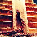 Nagini 1