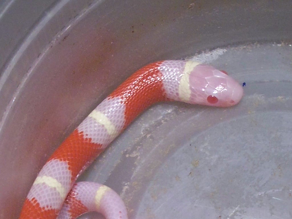 Candy Cane Albino Nelson Milk