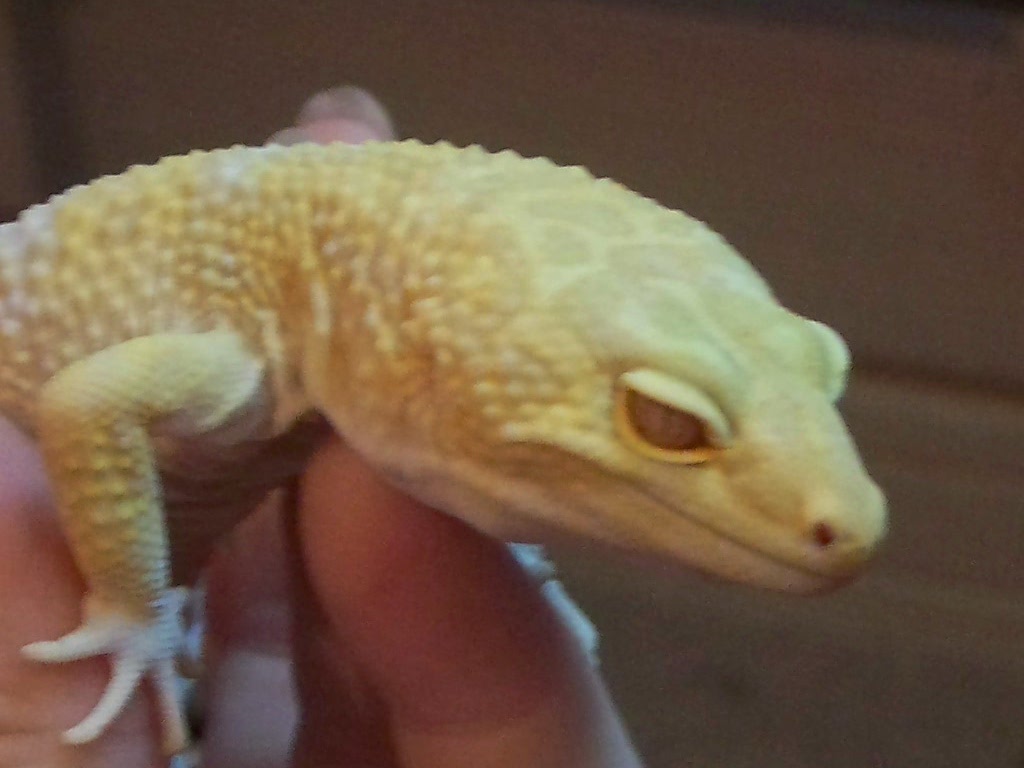 Big Poppa Albino Giant Leo Gecko