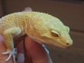 Big Poppa Albino Giant Leo Gecko