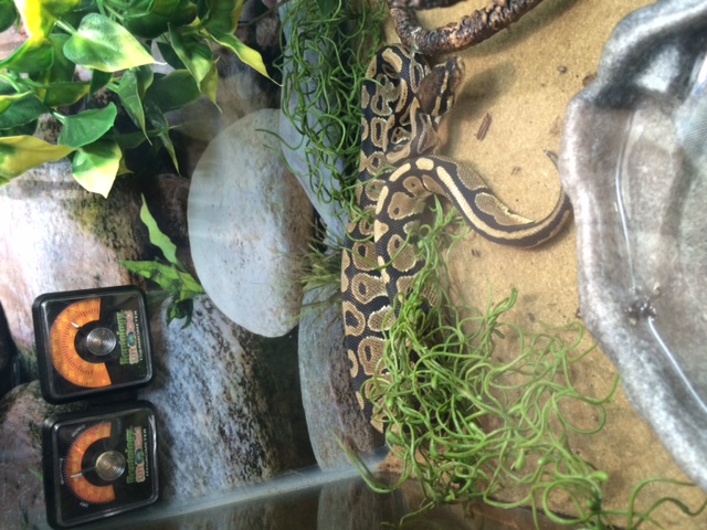 Loki In his Cage