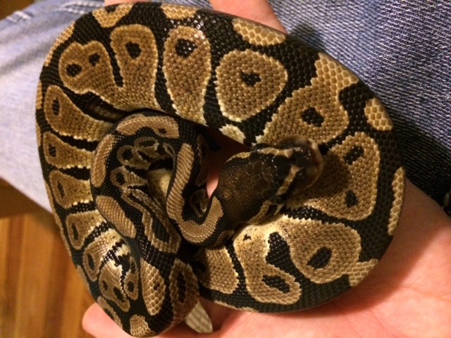 Loki