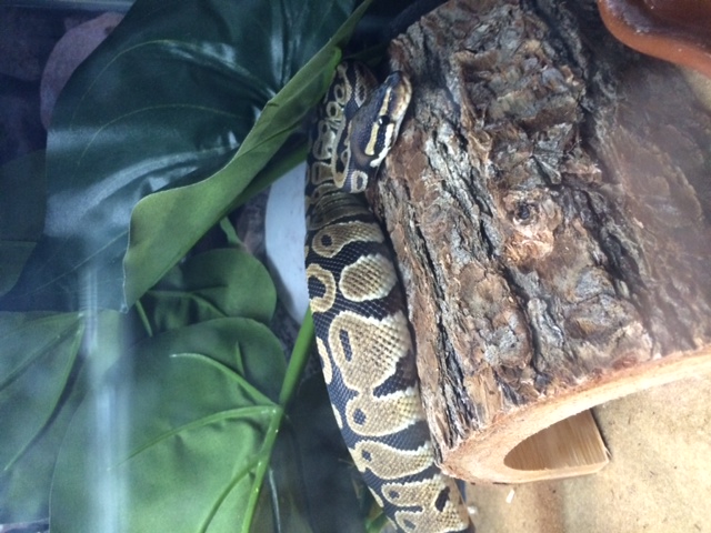 Loki In his Cage