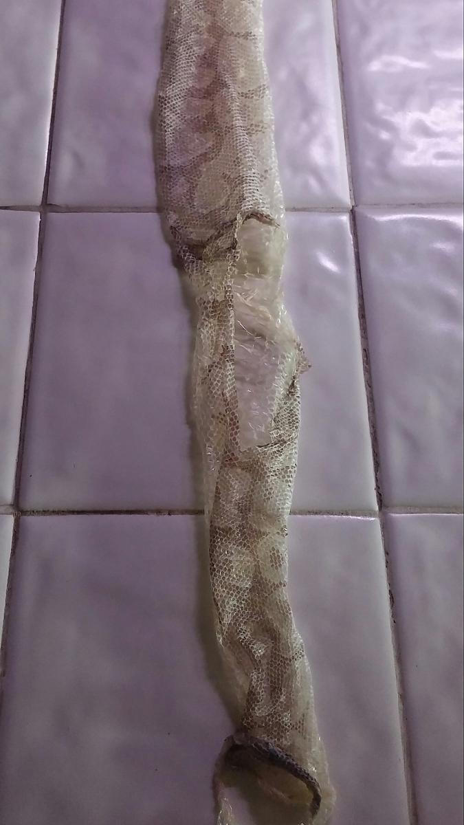shedding