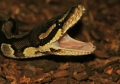 Cecile, yawning her head off