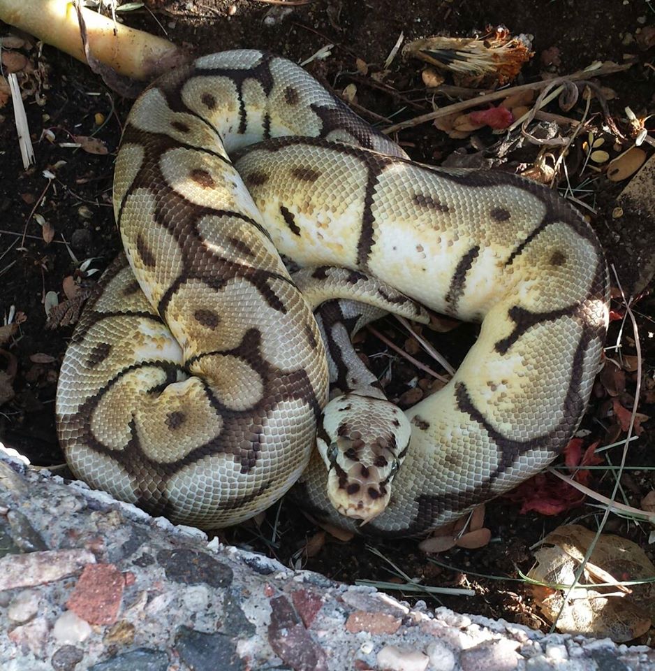 My snakes