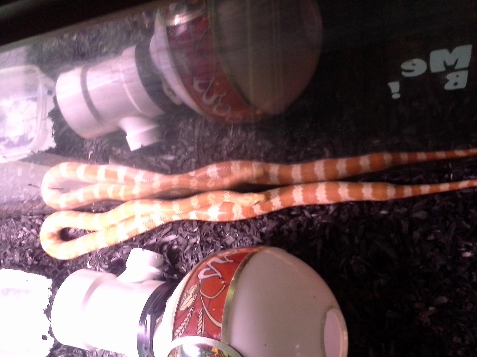 Alice the Corn Snake