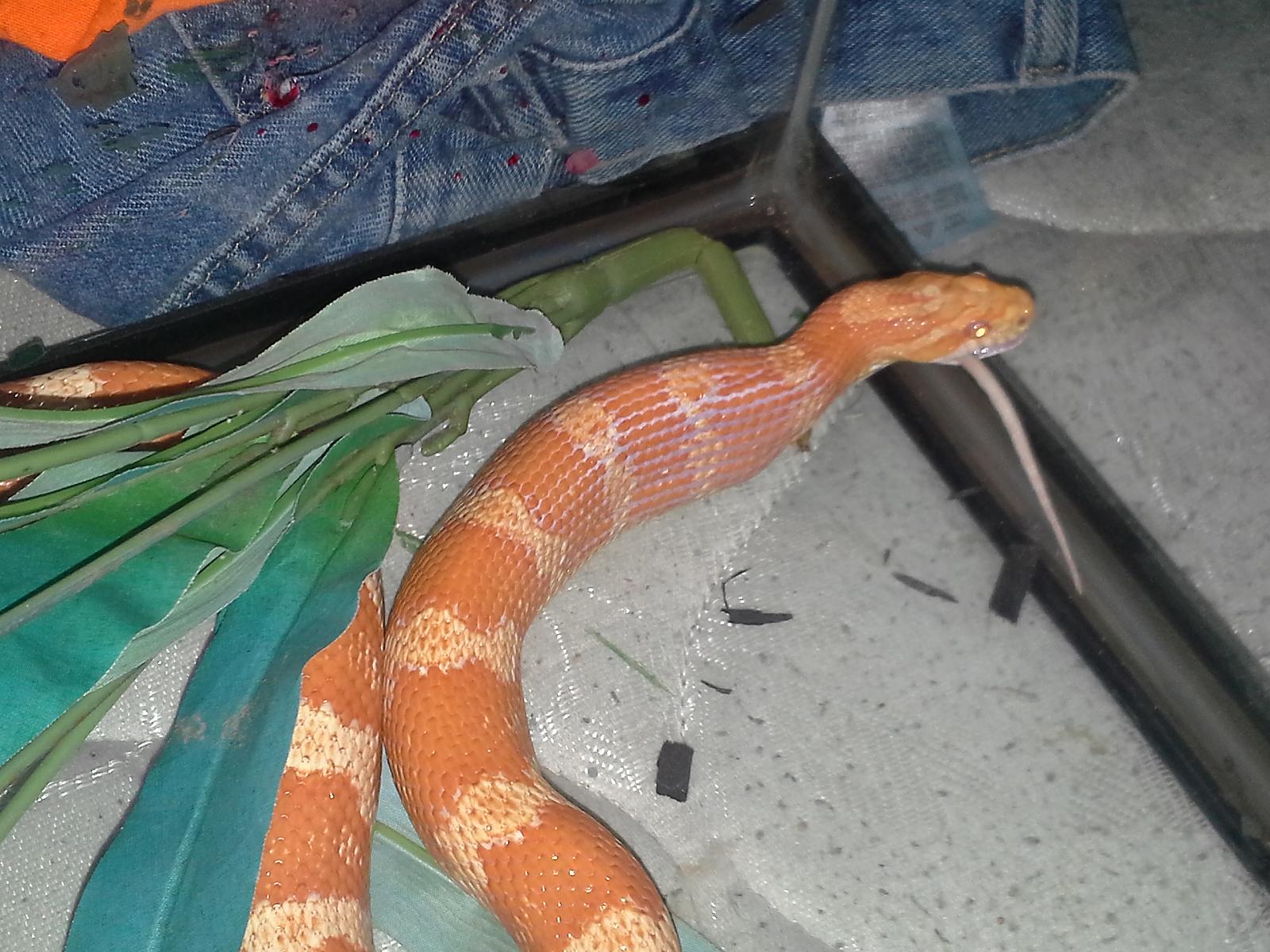 Alice the Corn Snake