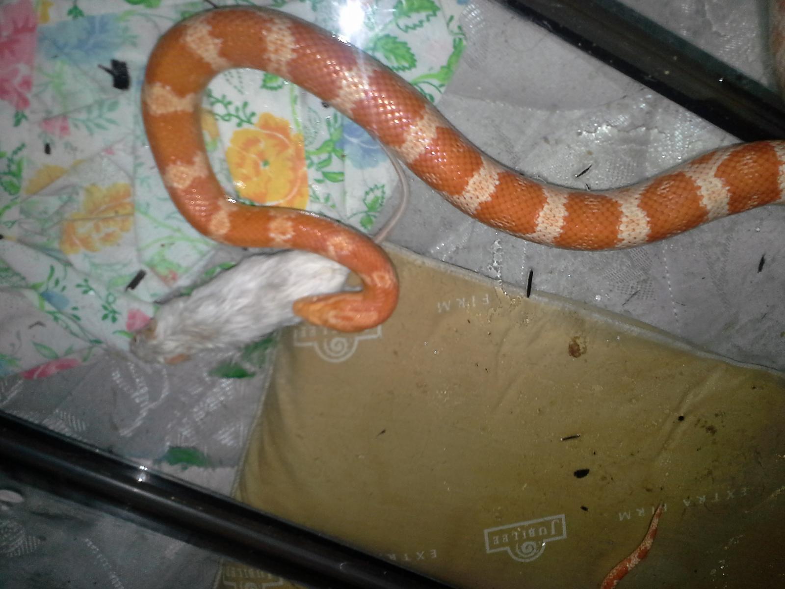 Alice the Corn Snake