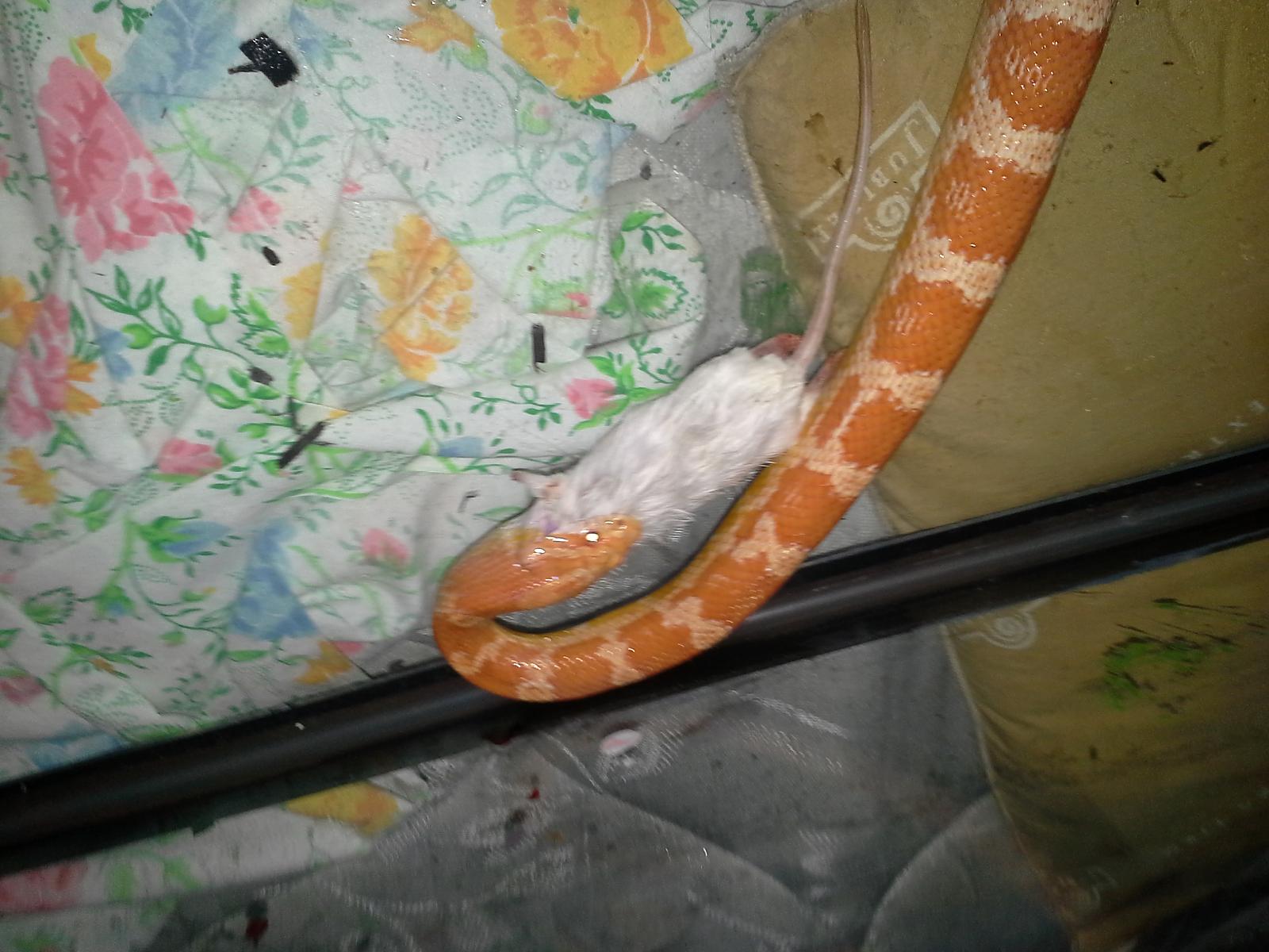 Alice the Corn Snake