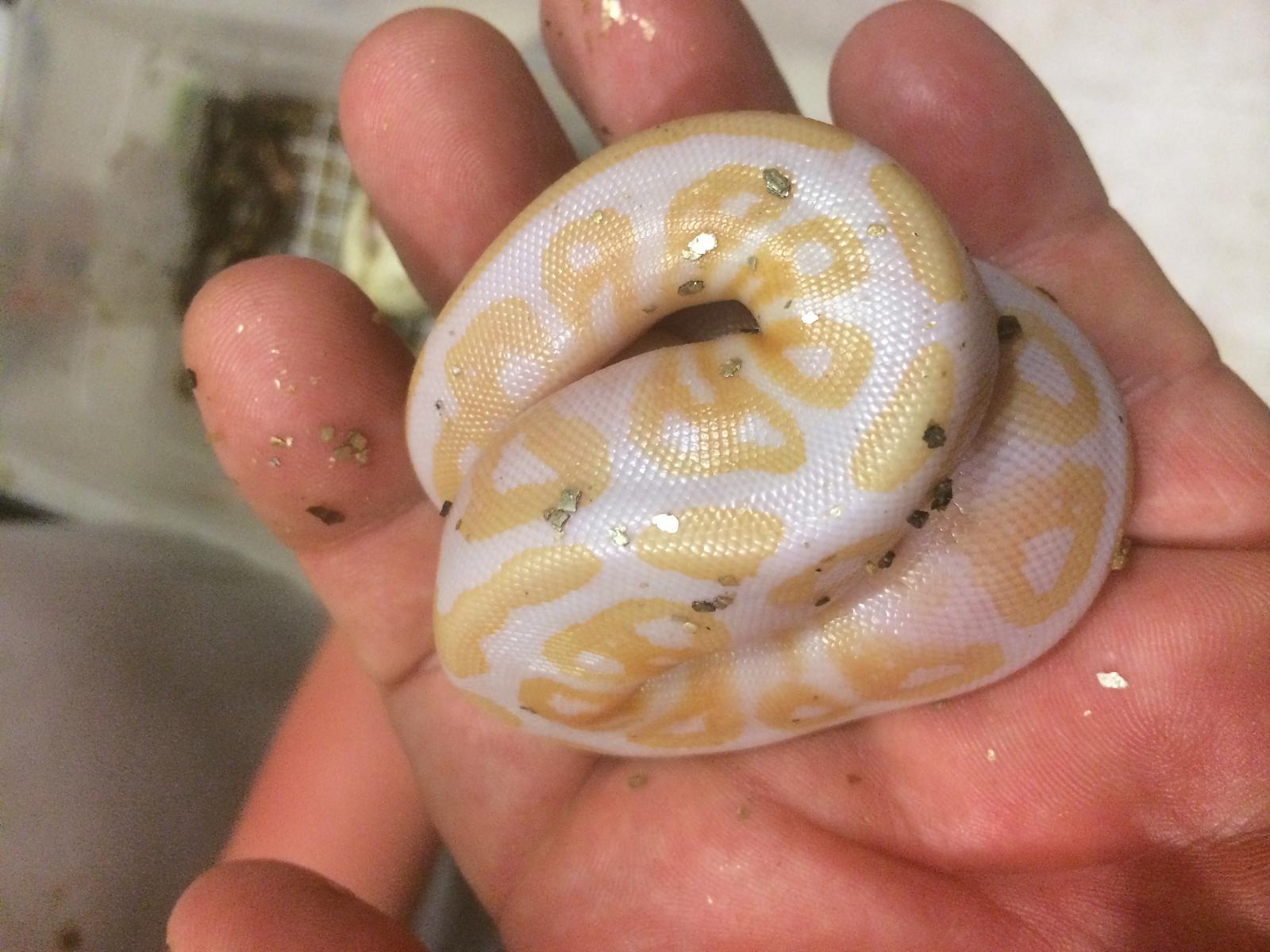 babies 5.15