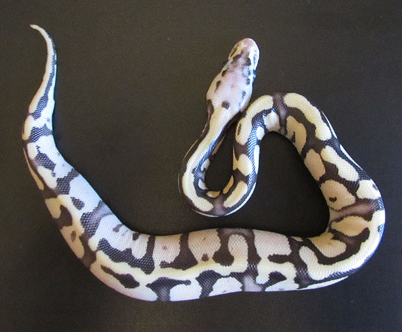 baby5