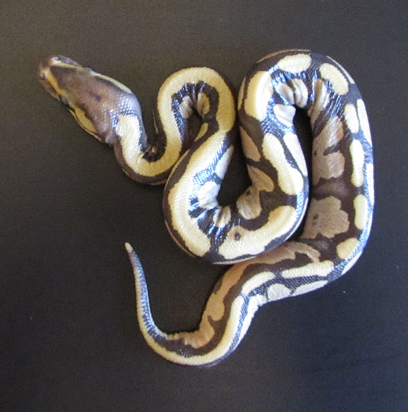 baby9