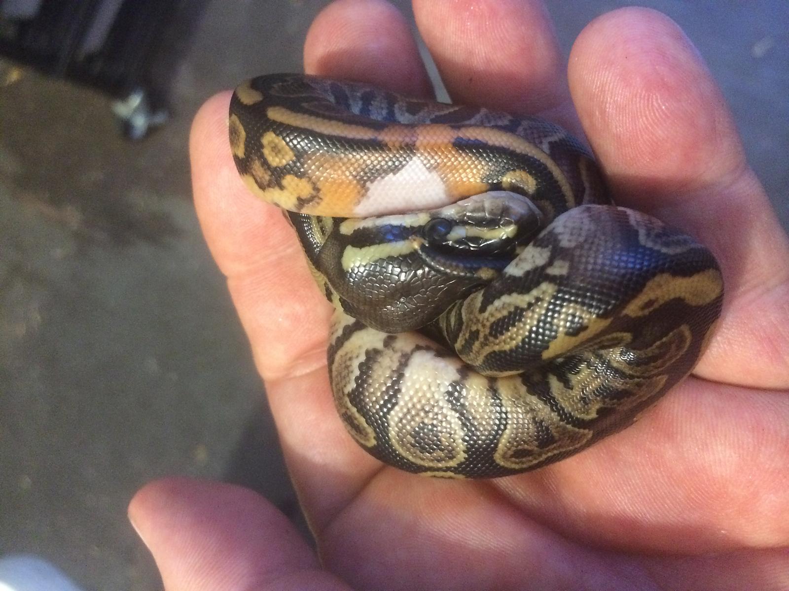 babies 5.15