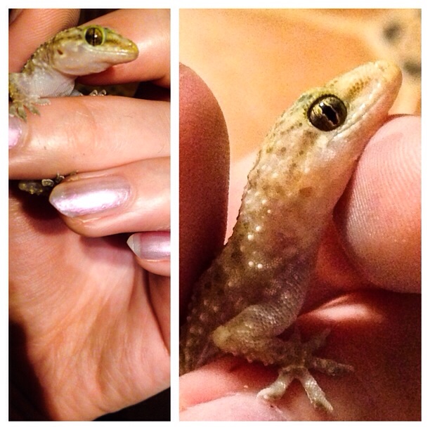 Gecko