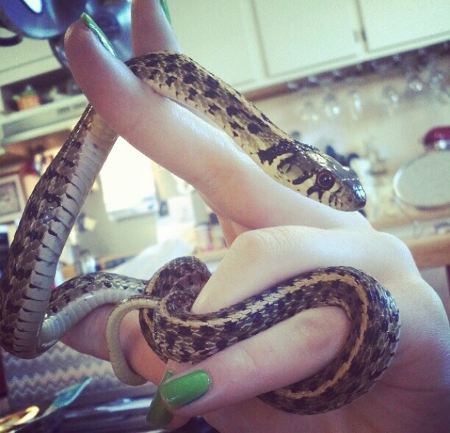 Checkered Garter