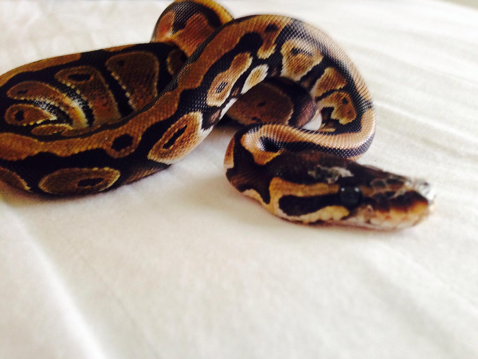 Ball python