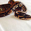 Ball python