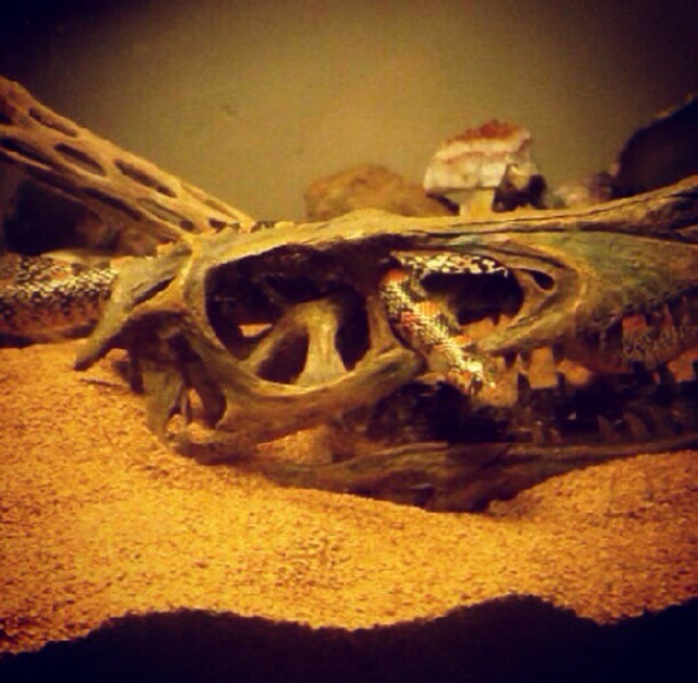 Western Long Nose