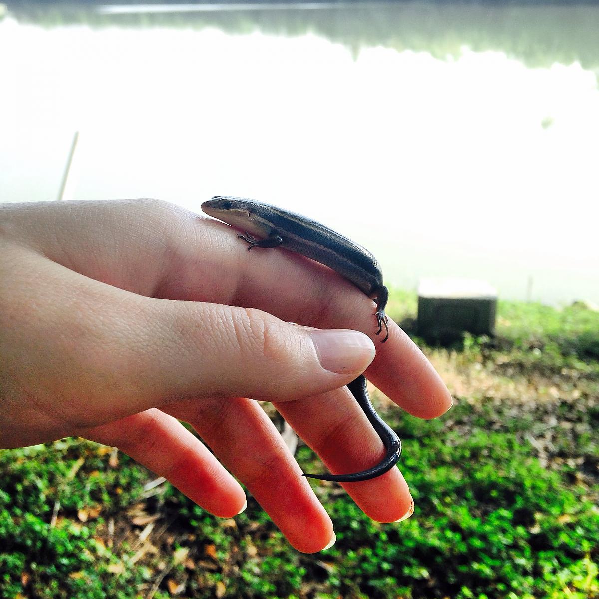 Skink
