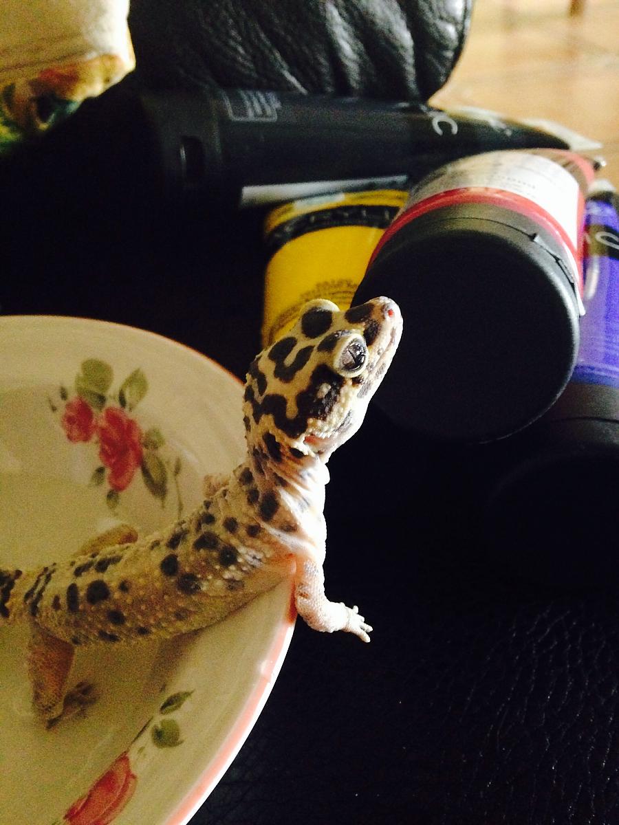 Leopard Gecko