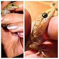 Gecko