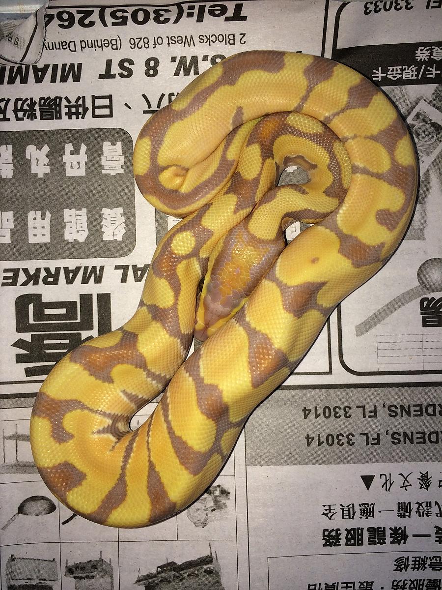 coral glow enchi