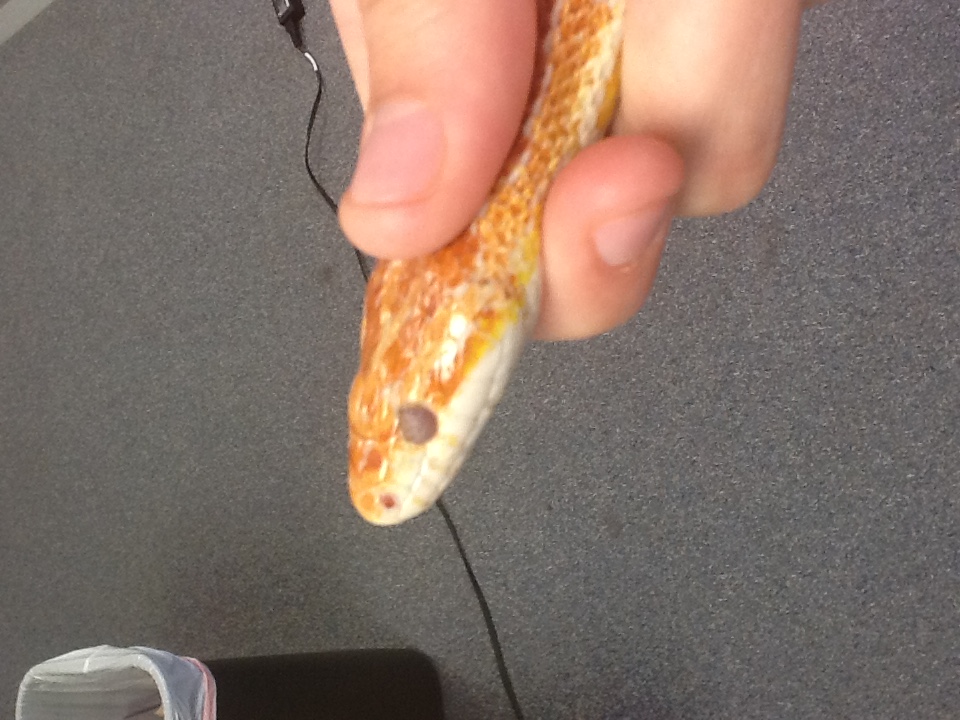 Corn snake with damaged eye?