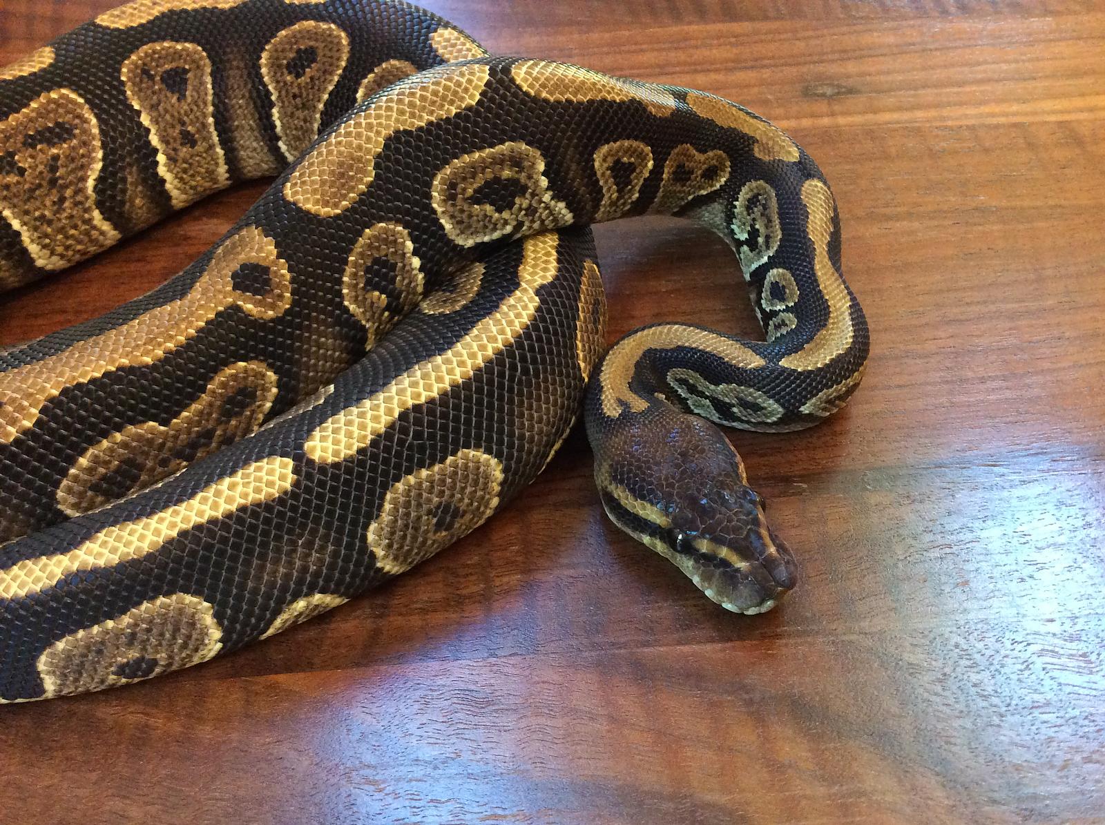 Amara