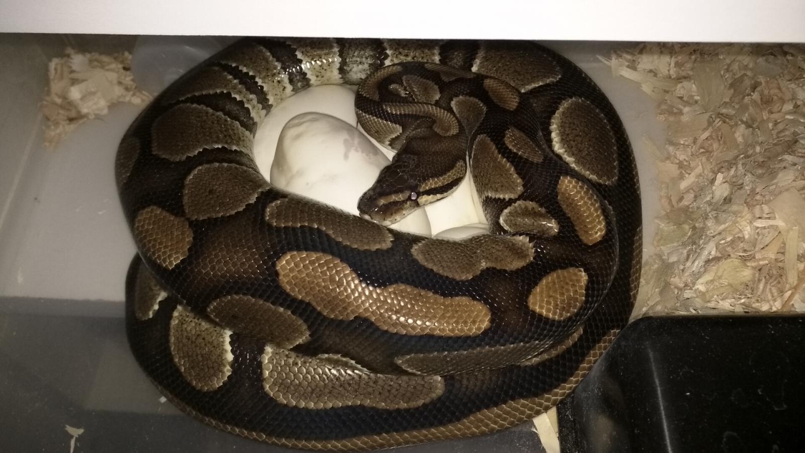 Ball Python Mom