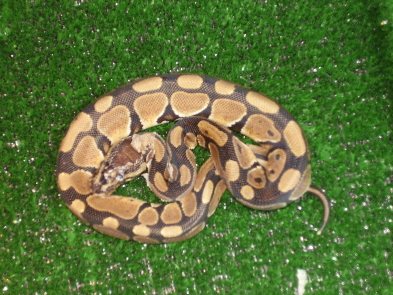 new baby