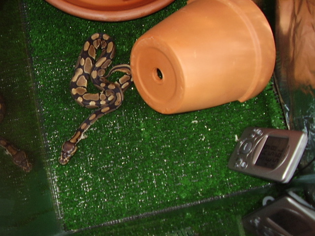 new baby 6