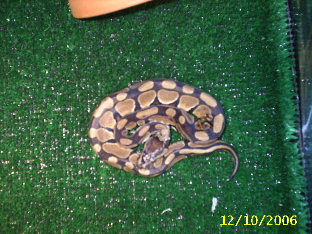 new baby 2