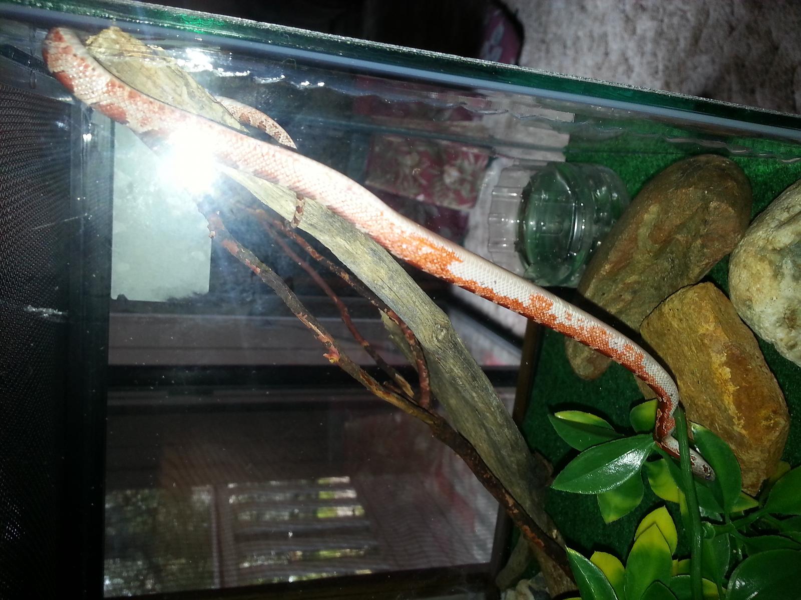 Snakes that have arrived