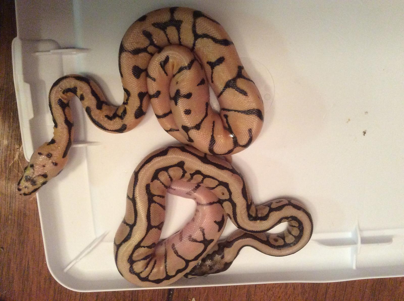 Enchi Bee x Mojave Hatchlings