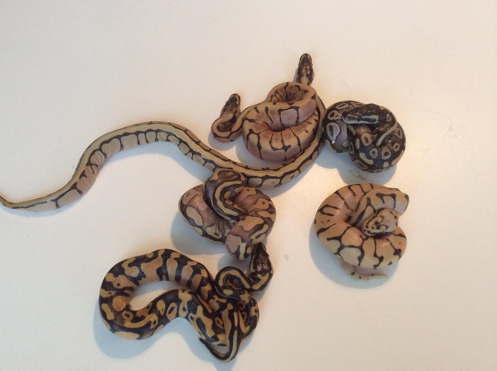 Enchi Bumble Bee X Mojave Clutch