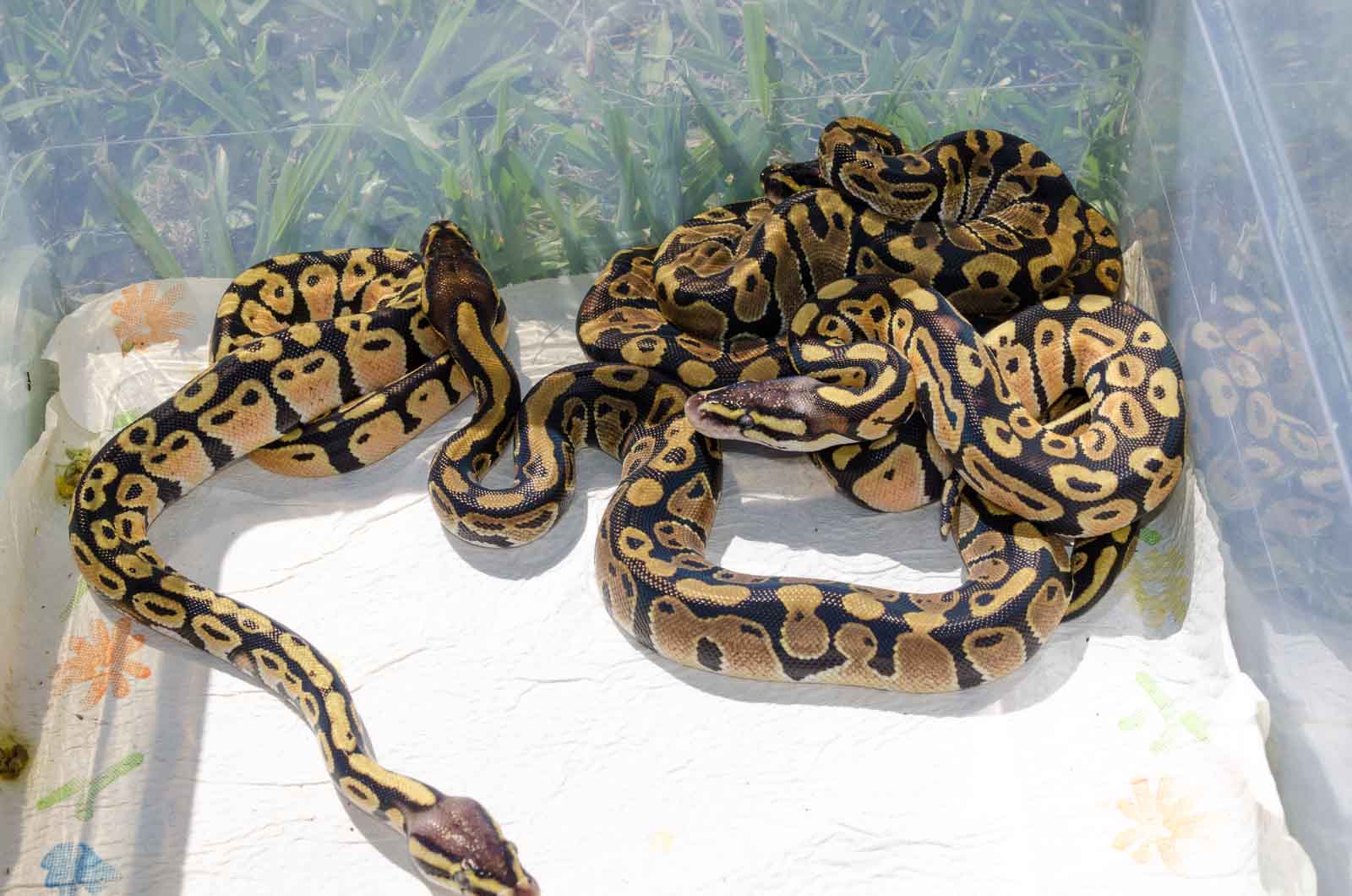 2014 Hatchlings