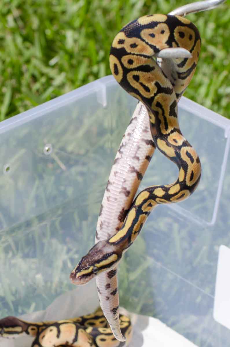 2014 Hatchlings