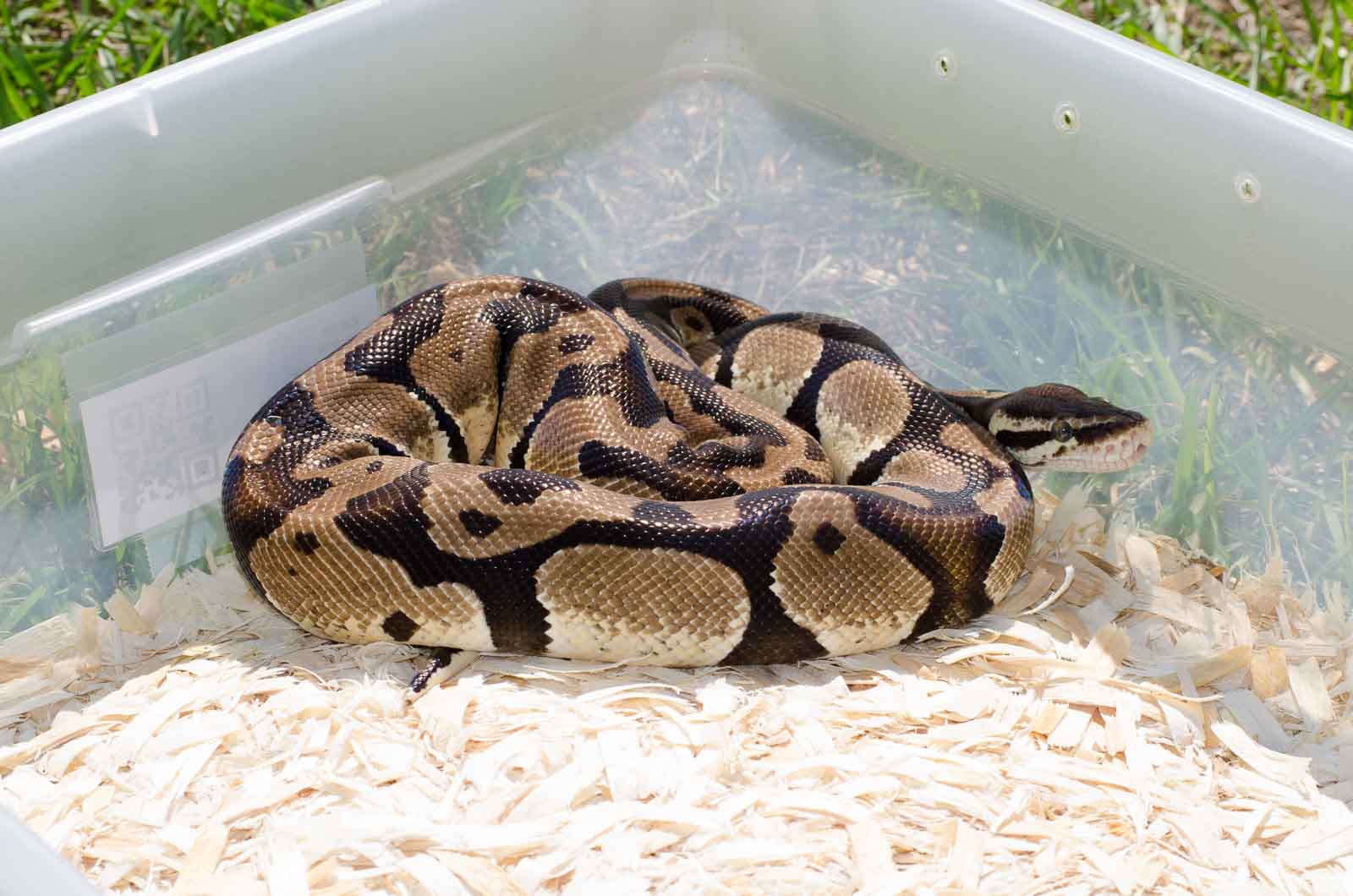 Yellowbelly Male